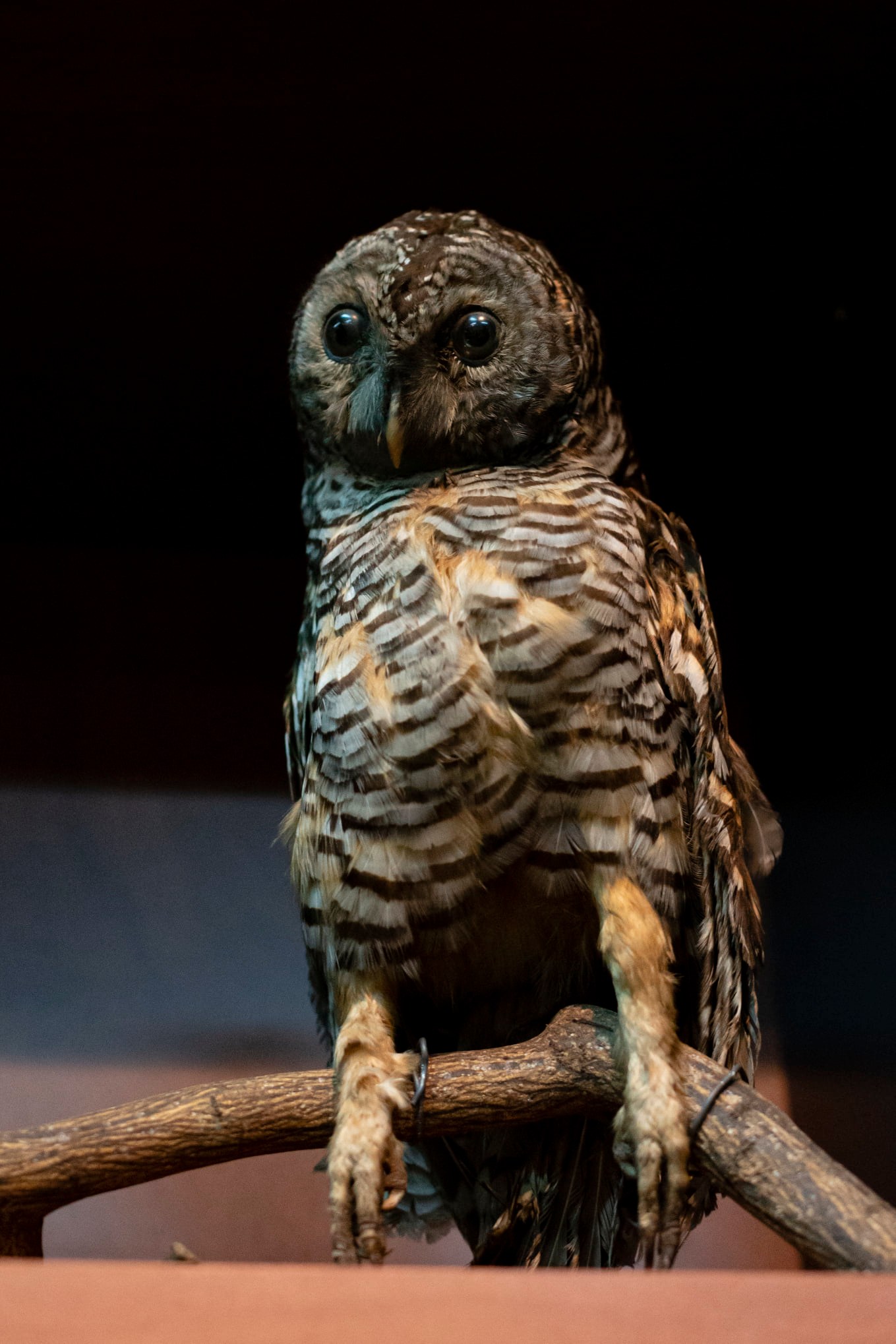 Colección de Herpetología